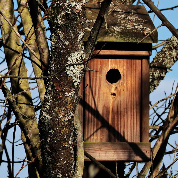 Bird Supplies – Holly Days Nursery