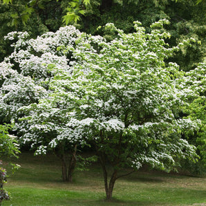 National Dogwood