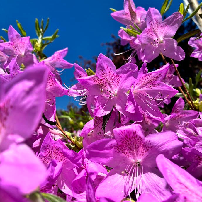 lavender azalea plant Poukhanense Azalea – Holly Days Nursery