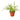 Spider Plant Reverse
