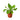 Bird's Nest 'Nidus' Fern