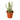 Senecio Stapeliiformis Pickle Plant
