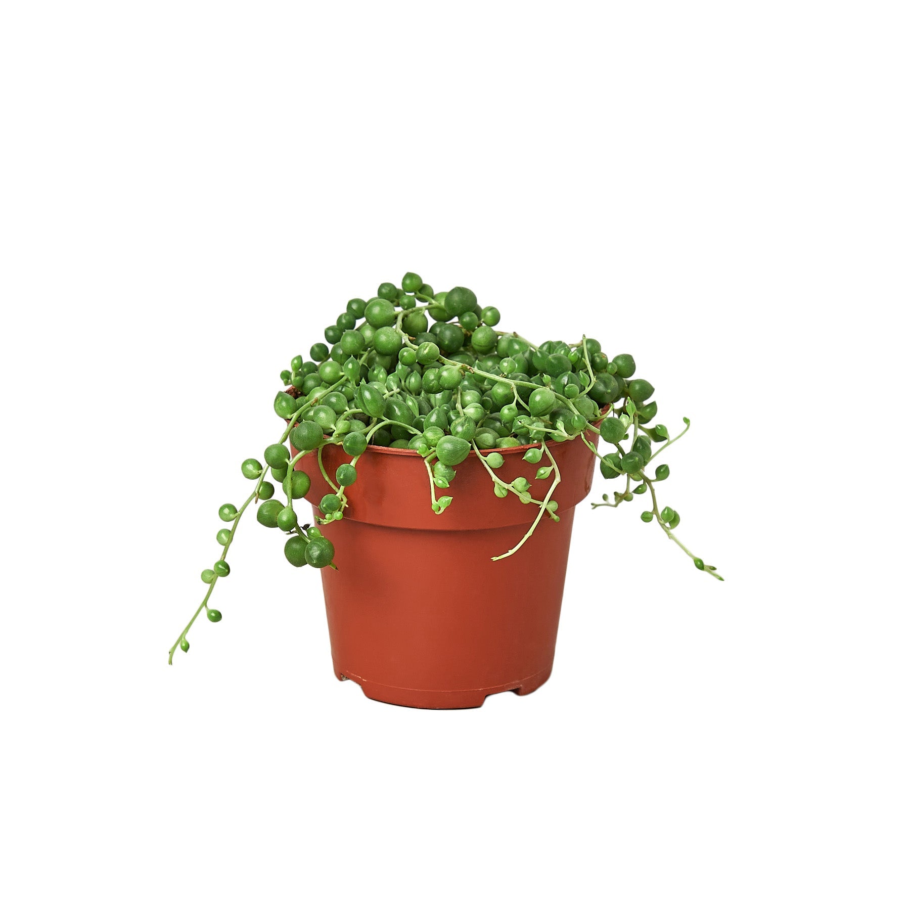 succulent that looks like pearls String Of Pearls Senecio Rowleyanus