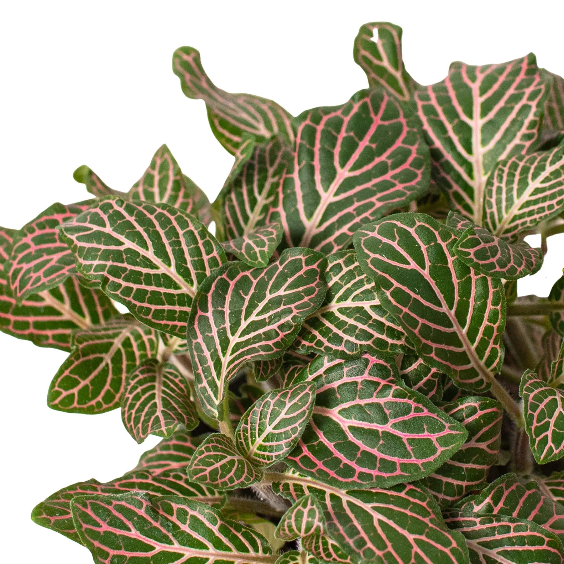 12+ Fittonia Pink Fittonia 'Pink' – Holly Days Nursery
