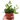 Hoya Chouke