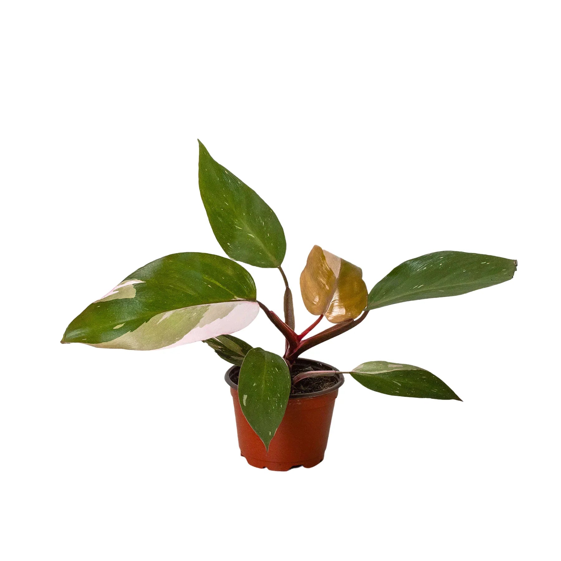 philodendron dark princess Philodendron 'Pink Princess'