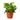 English Ivy Green California