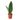 Shark Fin Snake Plant