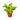 Pothos 'Neon'