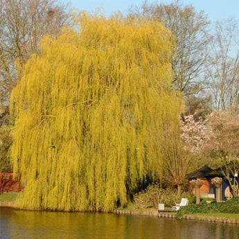 Weeping willow tree with yellow foliage by a body of water, with other trees and a gazebo in the background.