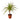 Dracaena Marginata 'Sunshine'