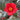 Korean Fire Camellia