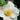 Korean Snow Camellia