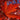 Autumn Blaze Freeman Maple