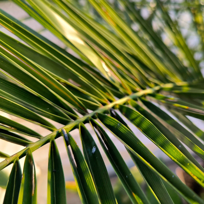 majesty palm plant near me Majesty Palm – Holly Days Nursery