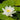 Hardy Water Lily