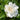 Gardenia