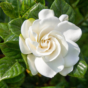 Gardenia