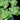 Water Lettuce
