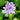Water Hyacinth