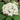 Alleghany Viburnum