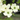 Appalachian Snow Dogwood