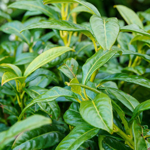 Chestnut Hill Laurel