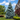 Colorado Blue Spruce