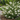 White Profusion Butterfly Bush