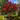 Dynamite Crape Myrtle