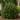 Gulftide False Holly