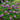 Pugster Periwinkle Butterfly Bush