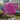 Ruby Falls Weeping Redbud