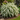 Bridal Wreath Spirea