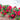 Autumn Bonfire Encore Azalea