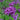 Bloomerang® Dark Purple Lilac