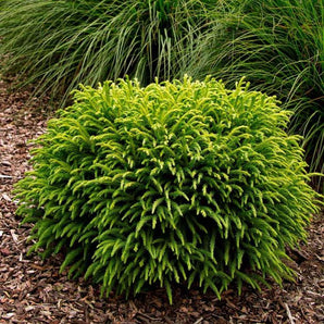 Dwarf Japanese Cedar