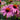 Coneflower