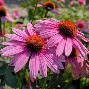 Coneflower