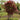 Emperor Japanese Maple