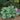 Hosta