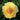 Itoh Peony