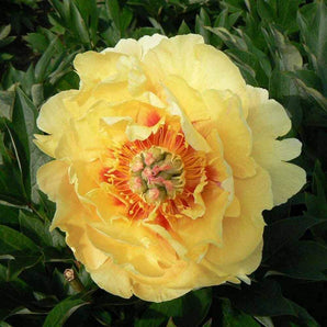Itoh Peony