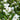 Gumpo White Azalea