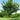 Hackberry