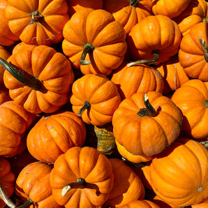 Mini Pumpkin