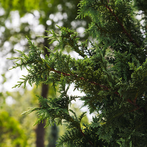 Green Giant Arborvitae
