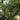 Leyland Cypress