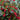 Red Sprite Winterberry
