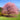 Kwanzan Flowering Cherry